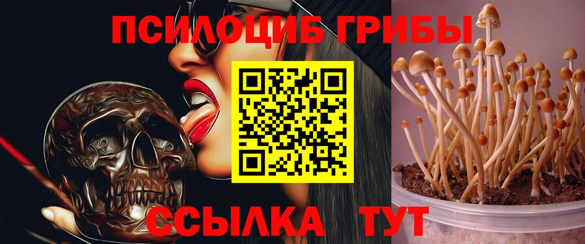 где купить наркоту  Вход с VPN  Нарткала  Псилоцибиновые грибы GOLDEN TEACHER 